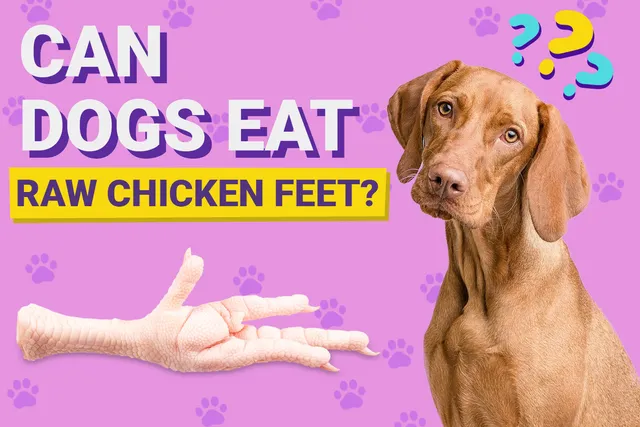 Can Dogs Eat Raw Chicken Feet? Vet-Verified Nutrition Facts & Info