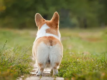 Why Do Corgis Butts Float in Water? The Interesting Answer & Fun Facts