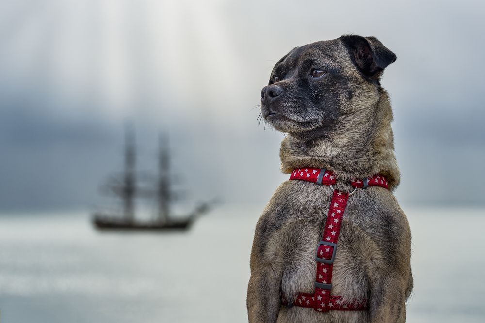 jug dog with harness