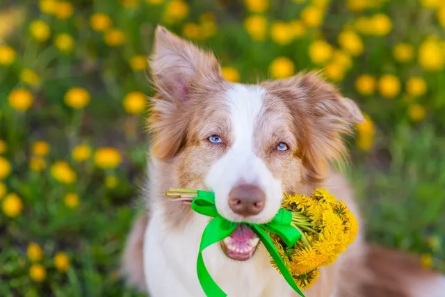 Do Yellow Australian Shepherds Exist? Vet-Reviewed Info, Pictures & History