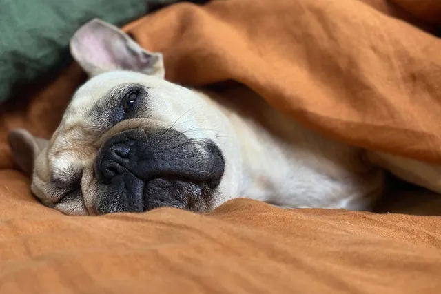 18 Low-Energy Dog Breeds Who Love Being Lazy (With Info & Pictures)