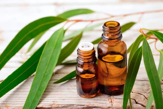 Eucalyptus for Dogs: Is It Safe? Our Vet Answers