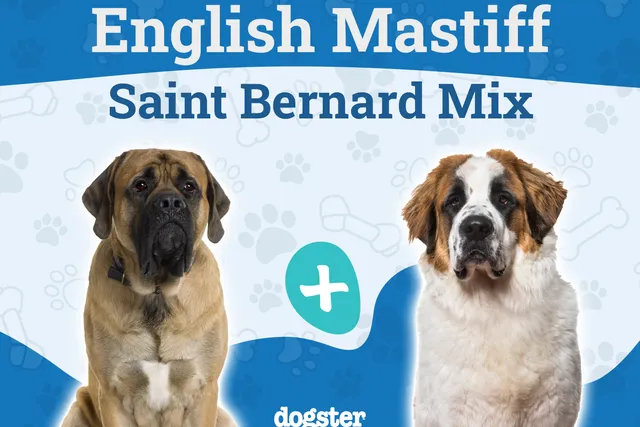 Belgian Mastiff Dog Breed: Info, Pictures, Temperament & More