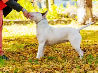 Bull Terrier Training 101: 5 Vet-Approved Steps & Tips