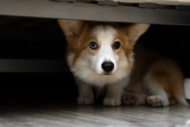 Why Is My Dog Hiding Under The Bed? 5 Possible Reasons & How to Help (Vet-Reviewed)
