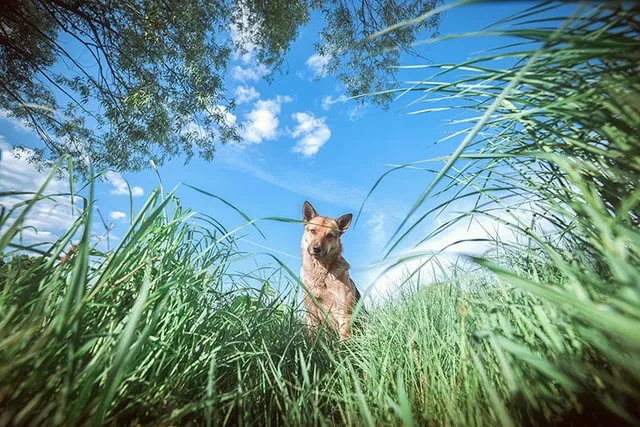 Can Dogs Be Allergic to Grass? (Vet Answer)