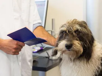 Can Dogs Have Down Syndrome? Vet-Verified Facts & FAQ