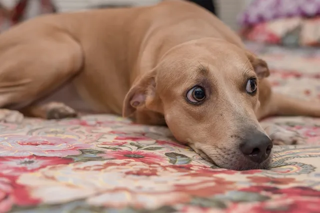Why Is My Dog Restless at Night? 9 Vet-Reviewed Reasons