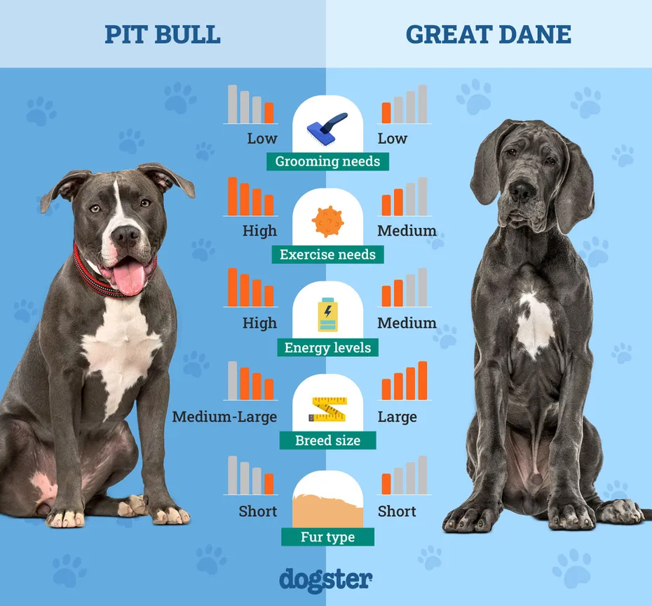 Dogster_Side by Side Comparison_Pit Bull vs Great Dane