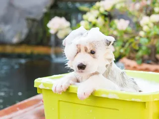 10 Best Puppy Shampoos For Dry Skin in 2026: Reviews & Top Picks