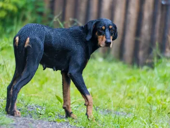 Transylvanian Hound Dog: Breed Info, Pictures, Facts, & Traits
