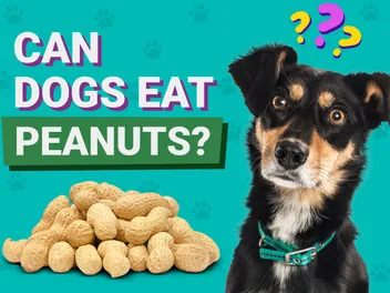 Can Dogs Eat Pigs’ Feet? Vet-Approved Facts & FAQ