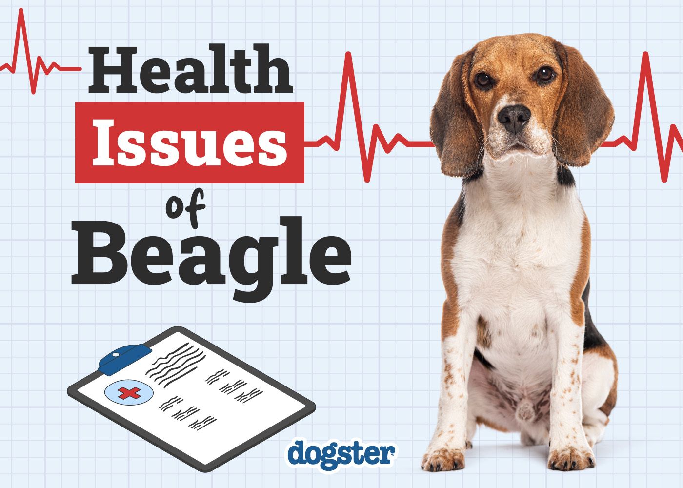 Dogster_Health Problems of Beagle