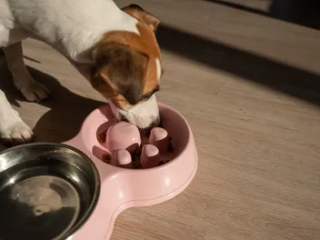 What Foods Reduce Anxiety in Dogs? 10 Vet-Verified Nutrients & Methods to Help