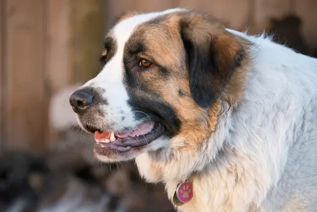 Saint Pyrenees (Saint Bernard & Great Pyrenees Mix): Info, Pictures & Care