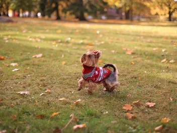 8 Off-Leash Dog Parks in Chesterfield, MO You Can Visit in 2026