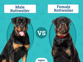 Male vs. Female Rottweilers: The Difference (With Pictures)