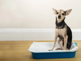 How to Train Your Dog to Use a Litter Box: Step-by-Step Guide (Vet-Reviewed)