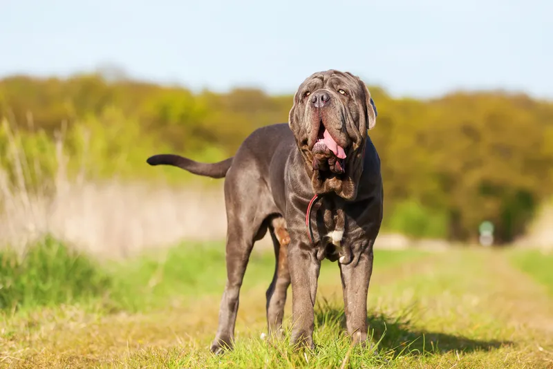 Neapolitan Mastiff dog standing on a meadow