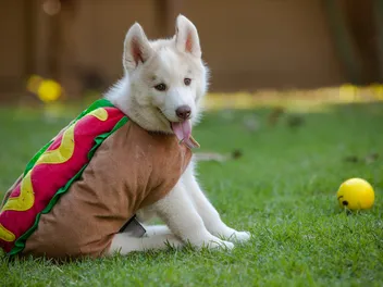 Do Dogs Mind Wearing Costumes? Vet-Reviewed Safety Facts for Dress Up