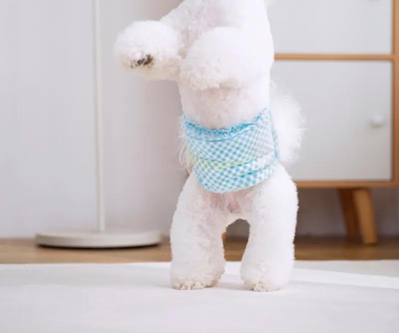 A white teddy dog in a diaper