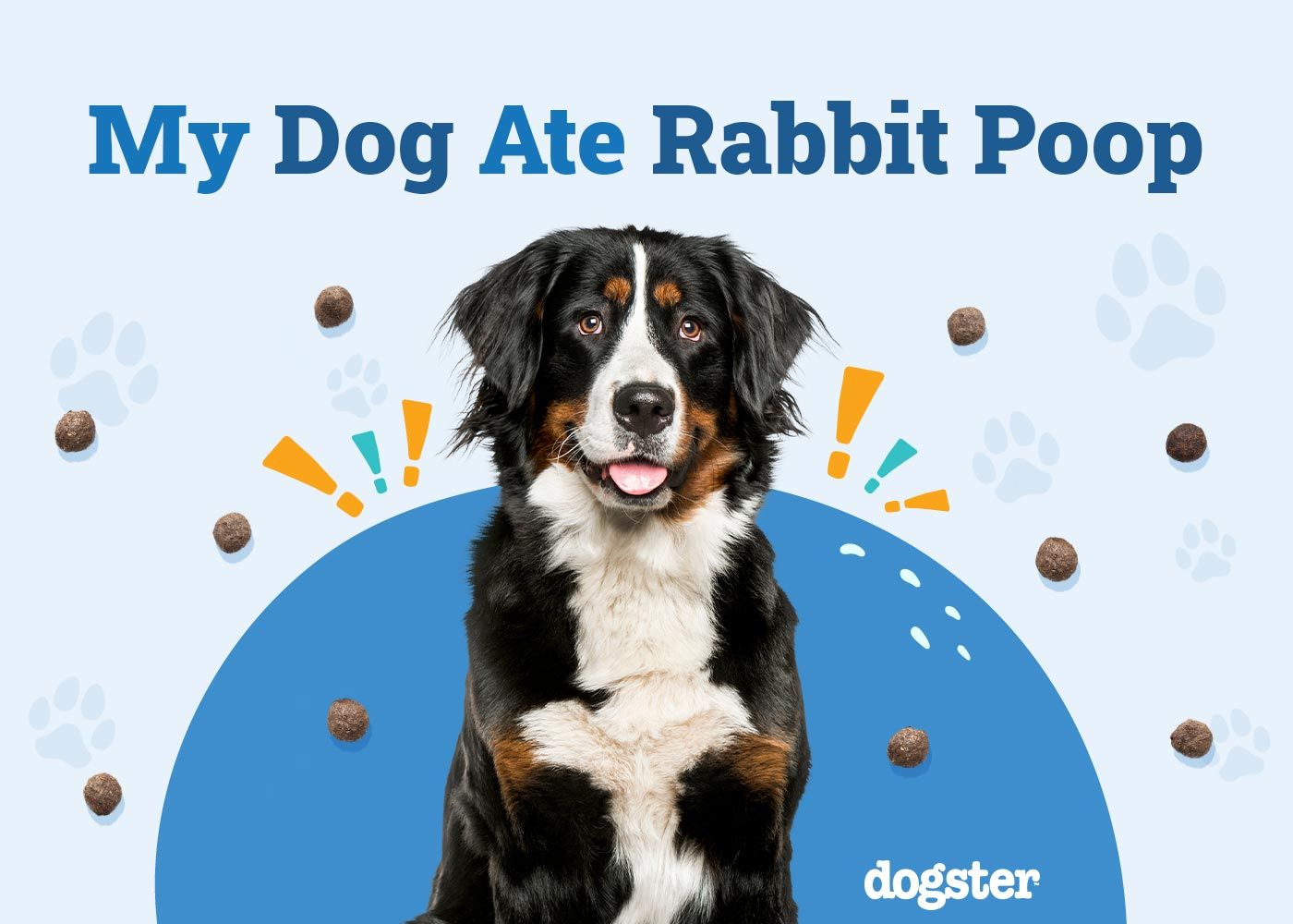 My Dog Ate Rabbit Poop