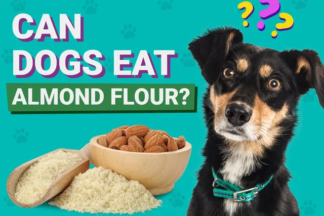 Can Dogs Eat Almond Flour? Vet-Verified Nutrition Facts & Portion Awareness