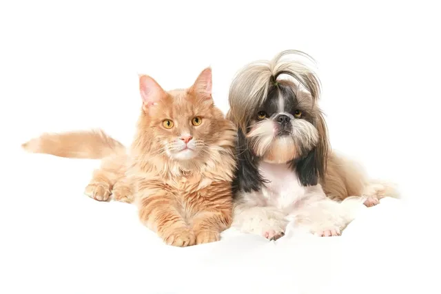 Will a Shih Tzu Be Good With My Cat? Facts & FAQ