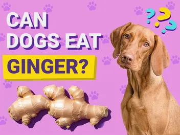 Can Dogs Eat Ginger? Vet-Verified Benefits, Risks & FAQ