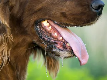 National Slobber Appreciation Day 2026: What It Is & When It’s Celebrated