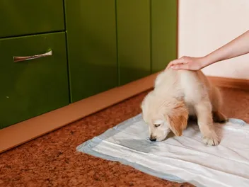 Why Does My Dog Pee When I Pet Them? Vet-Reviewed Tips, Signs & Reasons