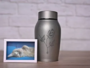 Pet Aquamation: The Eco-Friendly Alternative to Cremation Explained (Vet-Approved)