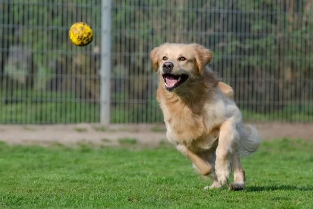 What & When Is National Fetch Day? (2026 Update)