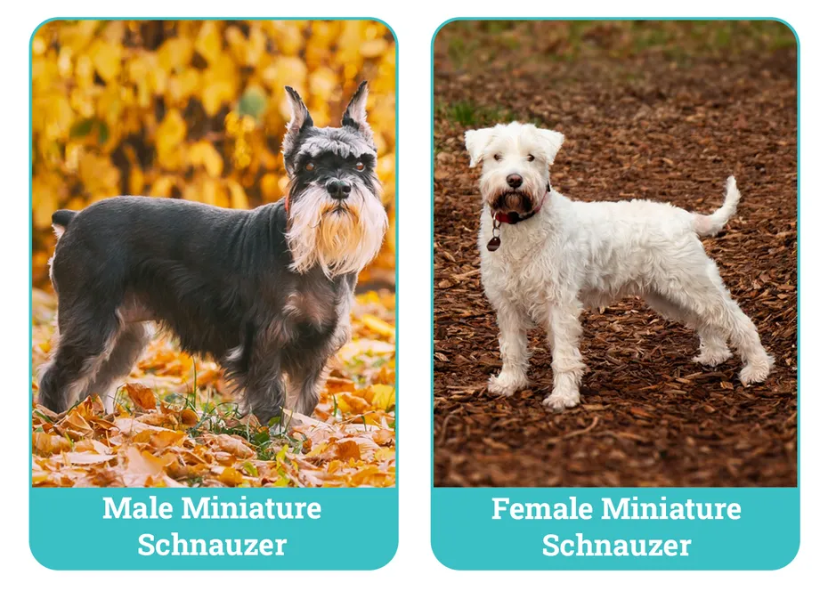 Male vs Female Miniature Schnauzer Side By Side
