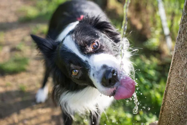 Why Does My Dog Throw Up After Drinking Water? 7 Potential Causes