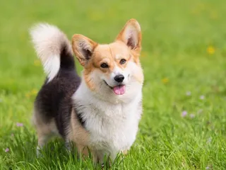 Tri-Color Corgi: Facts, Pictures, Origin & History