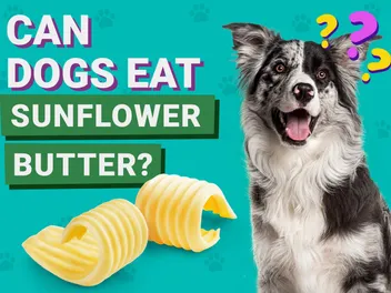 Can Dogs Eat Sunflower Butter? Vet-Reviewed Facts & FAQ