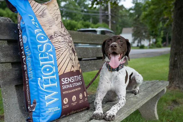 Nutritionist’s Guide to Healthy Skin and Gut for Your Dog