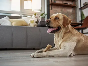 10 Best Dog Treats for Large Dogs in 2026 – Reviews & Top Picks