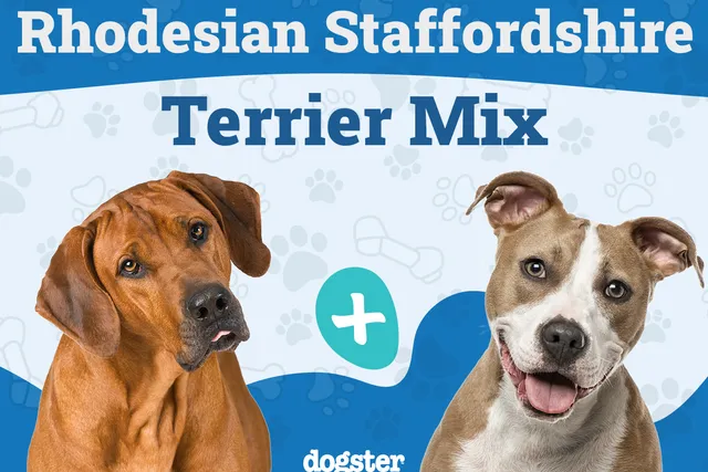 Rhodesian Staffordshire Terrier Mix: Info, Pictures, Care Guide & More