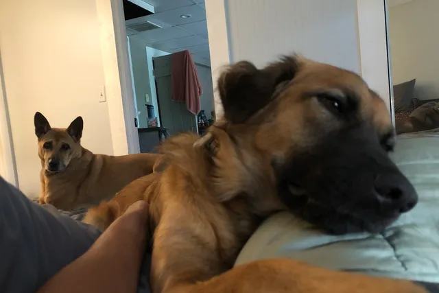 The Helicopter Tail, Vibrate & Growl, and Smack: How My Dogs Get My Attention
