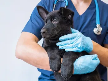 Portosystemic Shunts in Dogs (PSS): Signs, Causes & Treatment (Vet Answer)