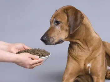 10 Best Dog Foods for Autoimmune Disease in 2026: Vet Approved Reviews