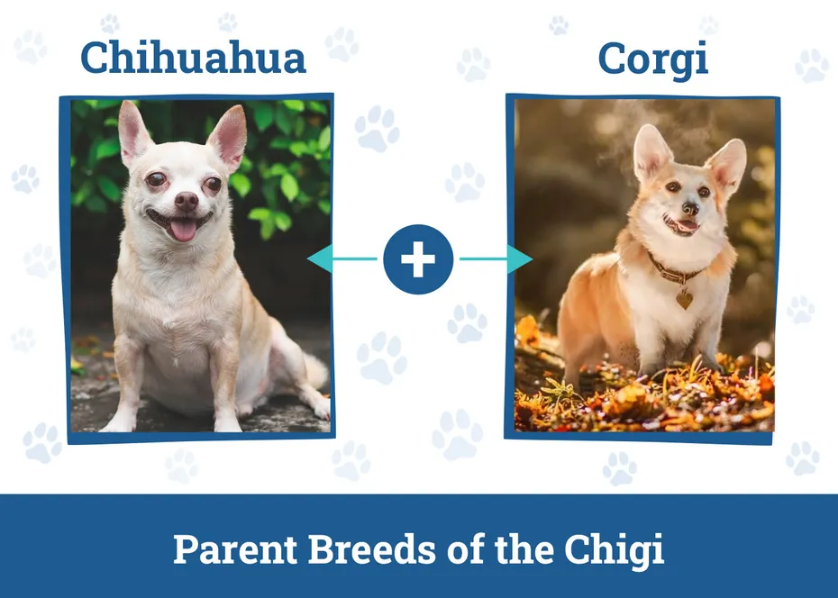 Parent Breeds of the Chigi
