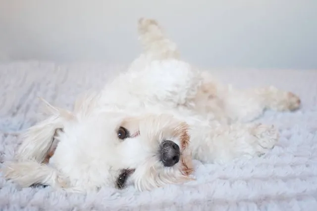 Dog Stomach Noises: When Gurgling Means Trouble