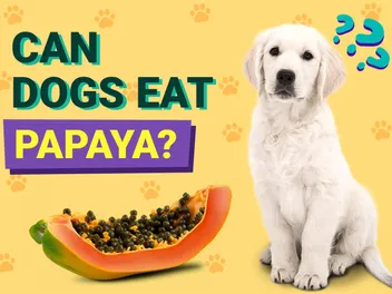 Can Dogs Eat Papaya? Vet-Verified Facts & FAQ