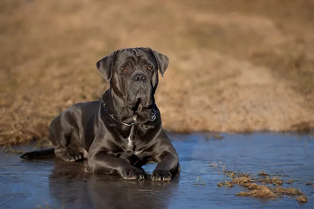 Do Cane Corsos Like Water and Swimming? Answer & Tips