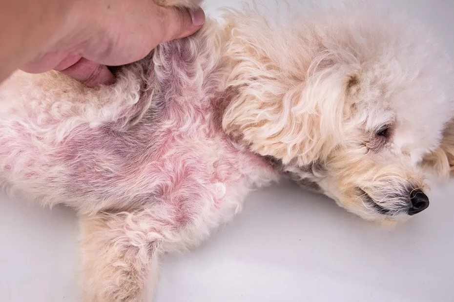 Dog with yeast infection