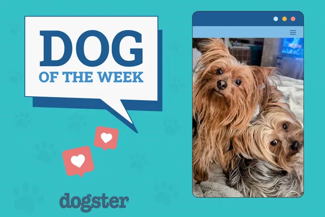 Dogster Photo Contest: Dogs of the Week Winners (Jan 23, 2025)
