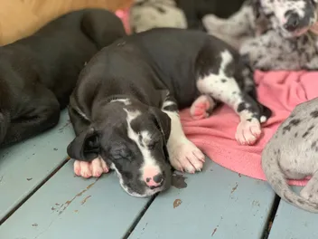 7 Best Foods for Great Dane Puppies in 2026 - Reviews & Top Picks